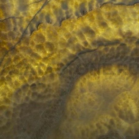 Оникс Dove (Даф)