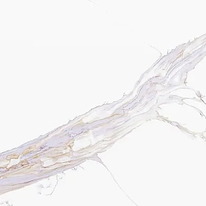 Avant Quartz 7030 Калакатта Шенонсо